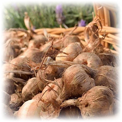 Bulbos de azafrán categoría